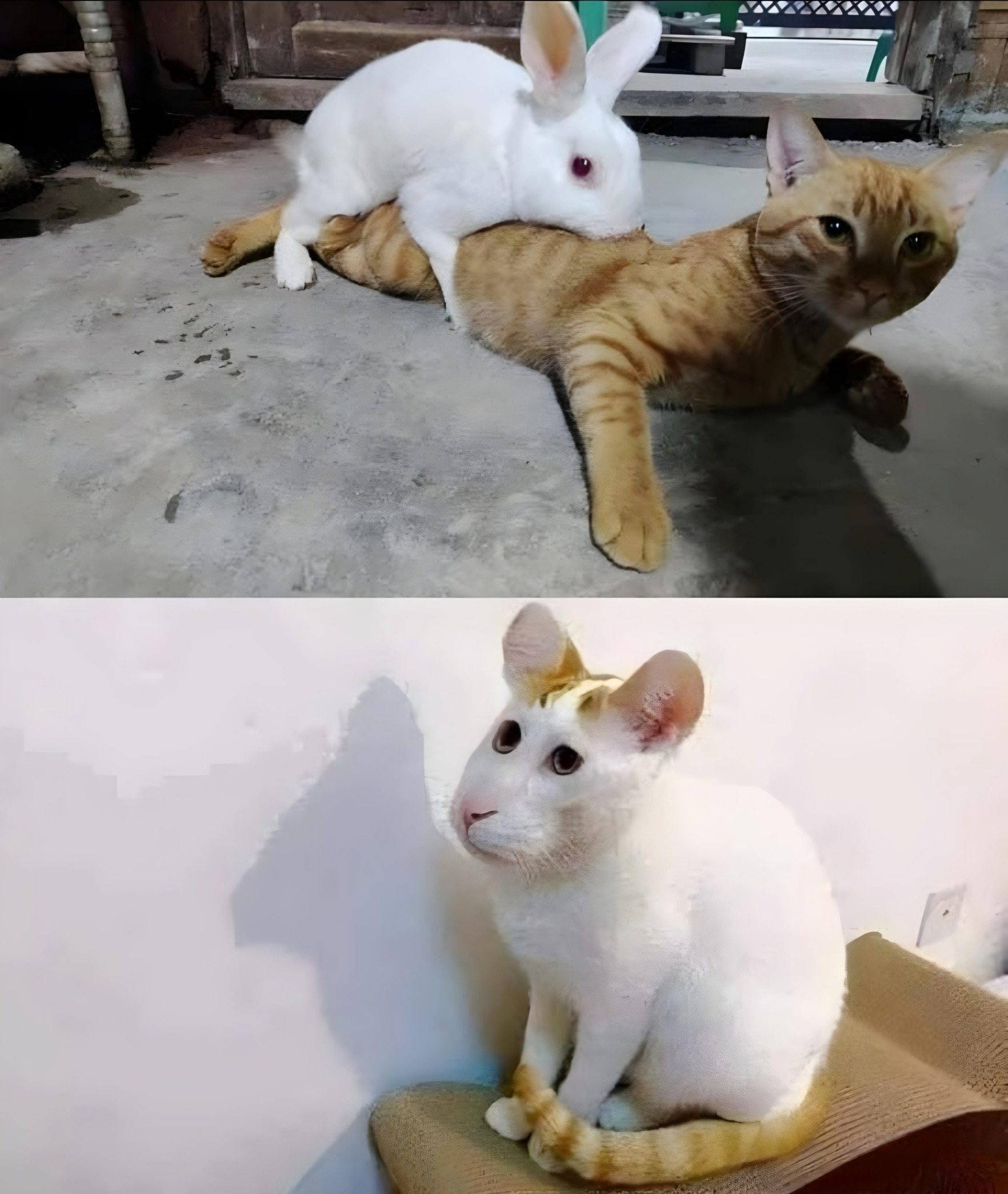 Plantilla de meme Cat Rabbit Meme