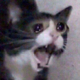 Plantilla de meme Cat Screaming