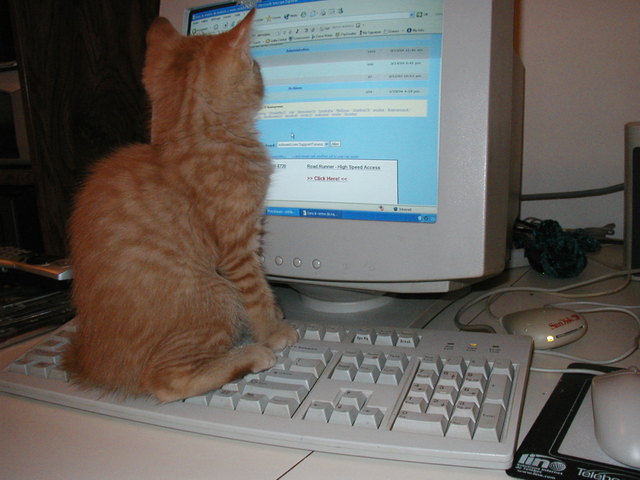 Plantilla de meme cat sitting on keyboard