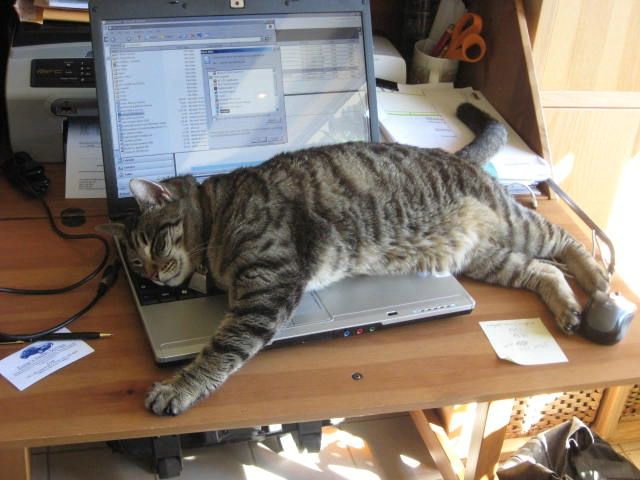Plantilla de meme cat sleep keyboard notebook