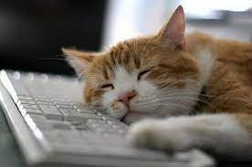 Plantilla de meme Cat sleeping on keyboard