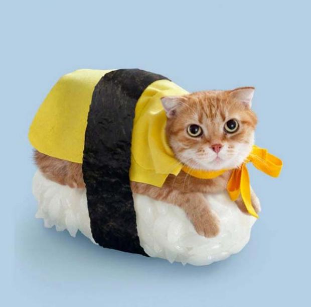 Plantilla de meme Cat Sushi