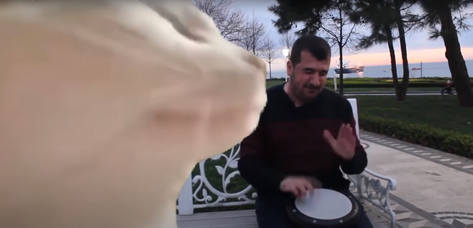 Template meme Cat Vibing To Ievan Polkka Cat Meme Vibing Music