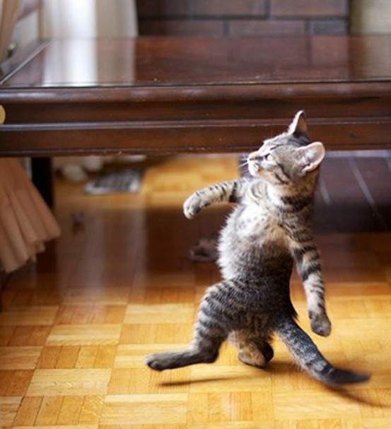 Plantilla de meme Cat Walking Like A Boss