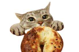 Plantilla de meme Cat want bagel