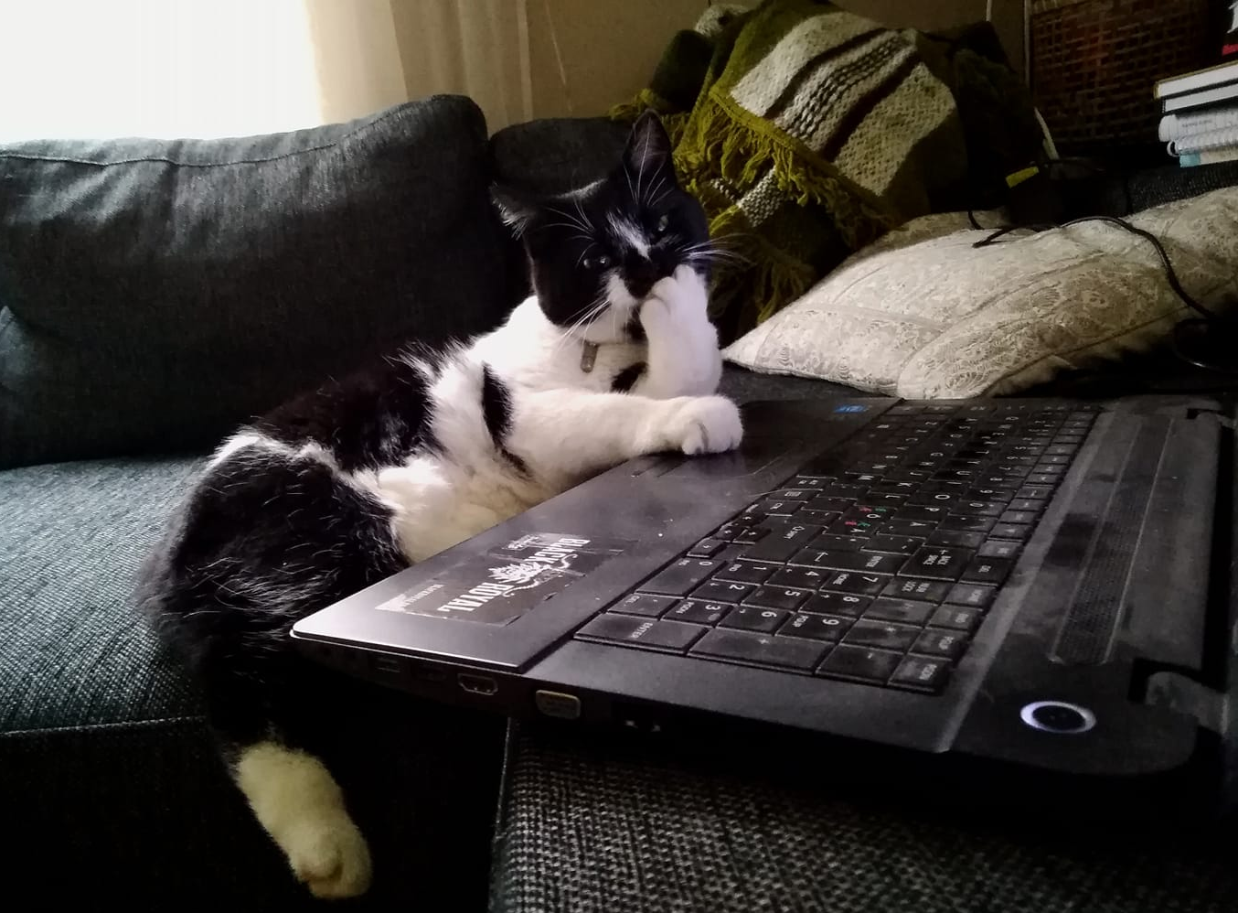Plantilla de meme Cat with evil plans