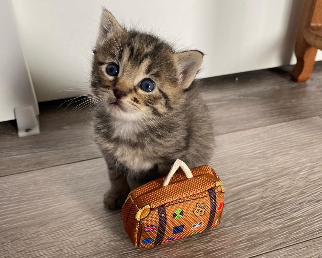Plantilla de meme Cat with luggage