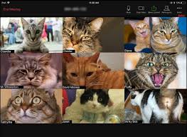 Template meme Cat Zoom Call