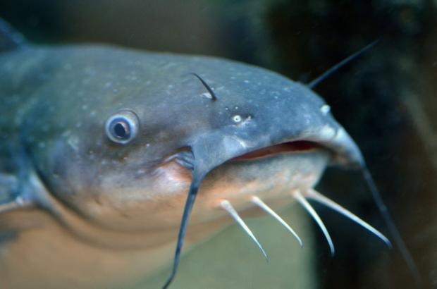Plantilla de meme Catfish Catfish 