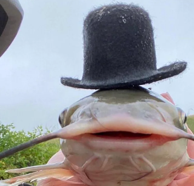 Plantilla de meme catfish drip