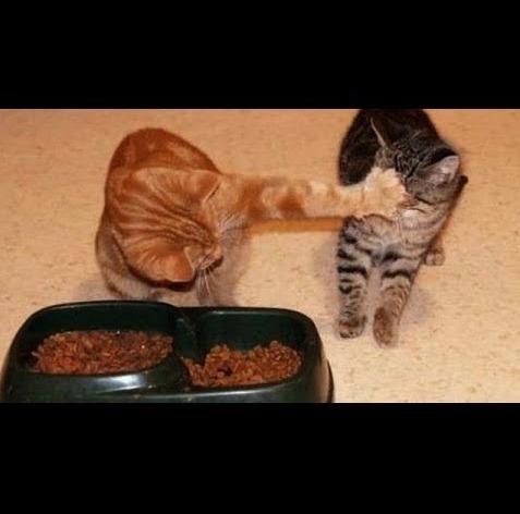 Template meme cats share food