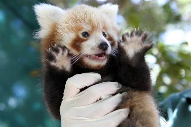 Plantilla de meme Celebratory (Red) Panda