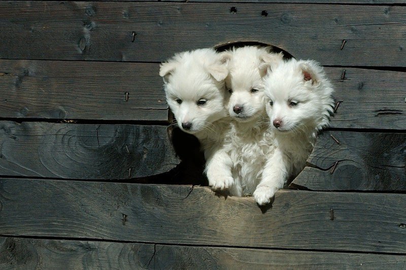 Plantilla de meme Cerberus Pups