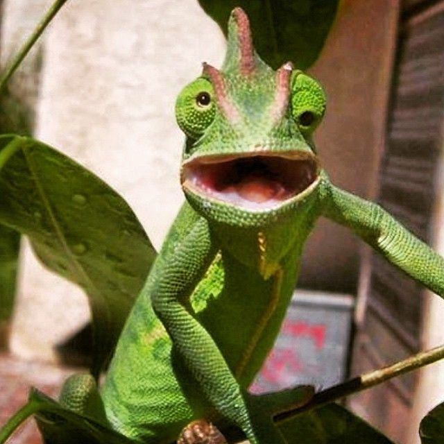 Plantilla de meme Chameleon eyes
