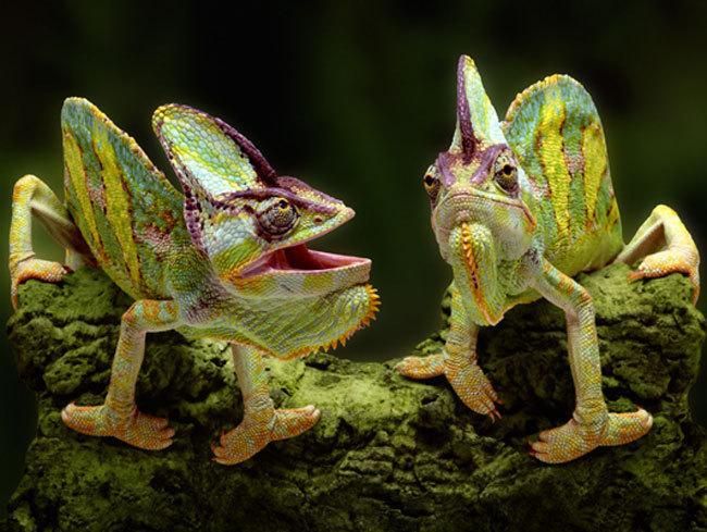 Plantilla de meme chameleons