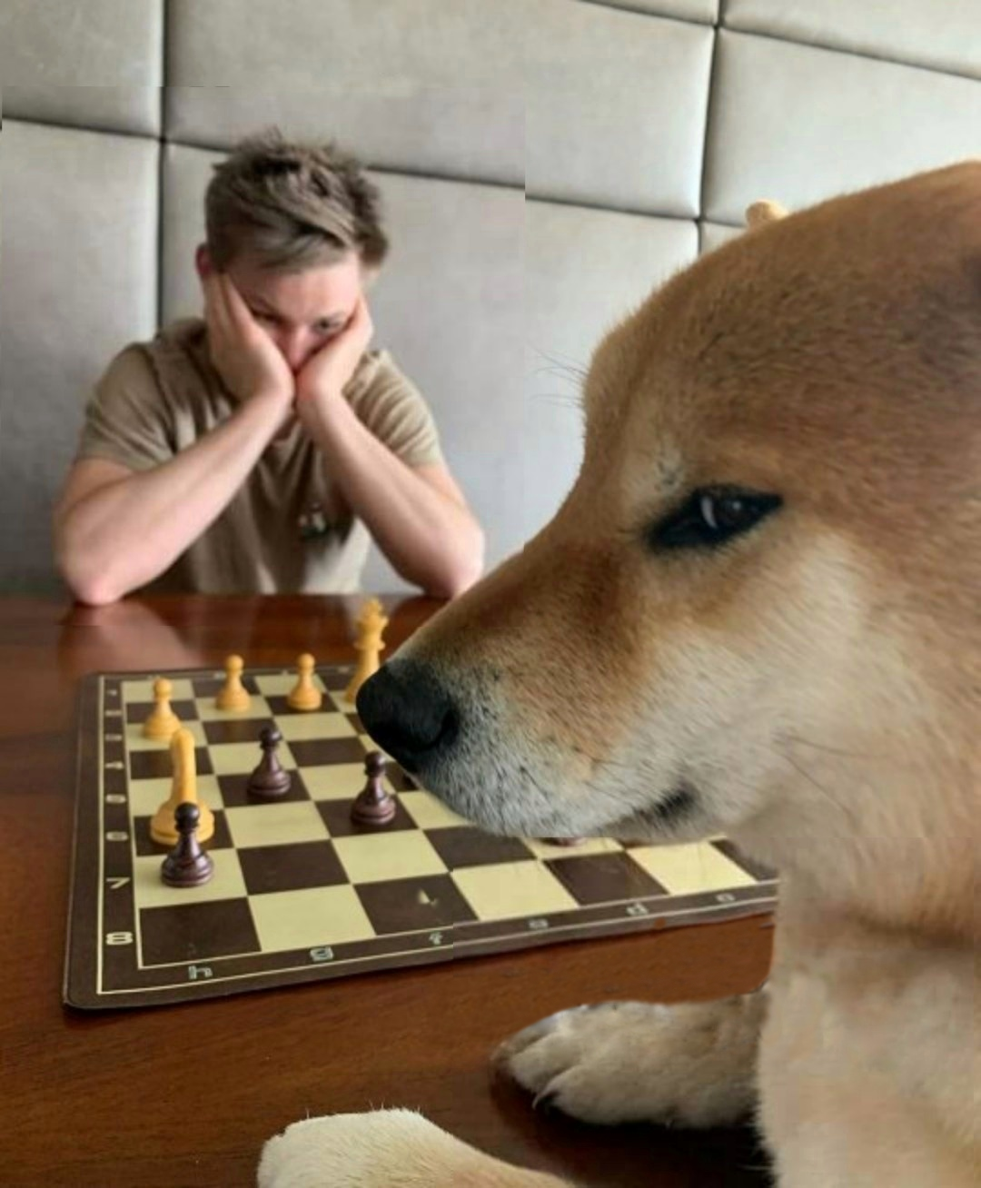Template meme Chess doge