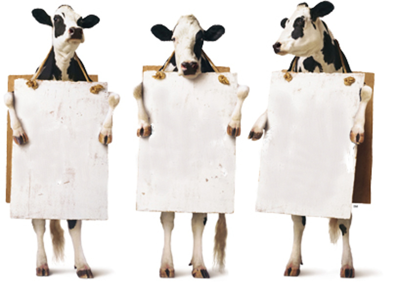 Template meme Chick-fil-A 3-cow billboard