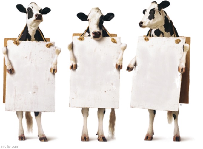 Template meme Chick-Fil-A 3 cow billboard fixed textboxes