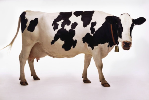 Plantilla de meme Chick-fil-A cow