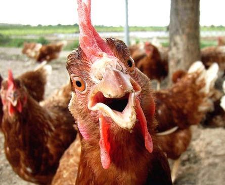 Plantilla de meme Chicken