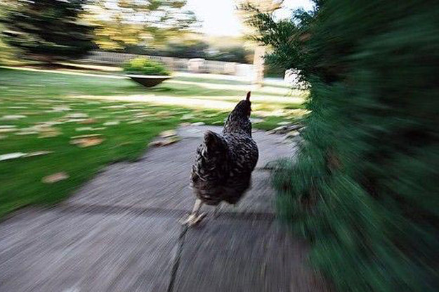 Plantilla de meme Chicken Running