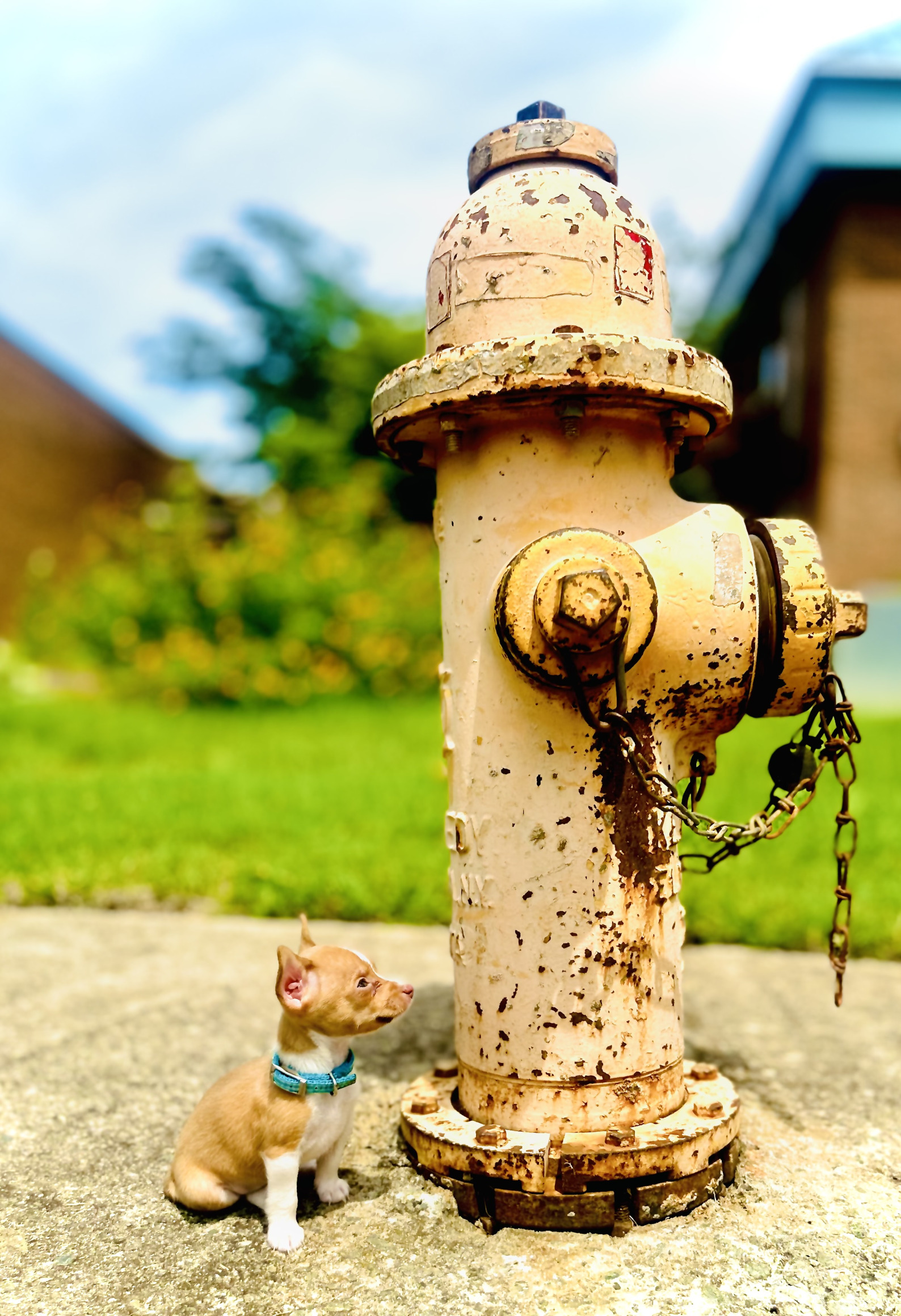 Plantilla de meme Chihuahua Hydrant Perspective