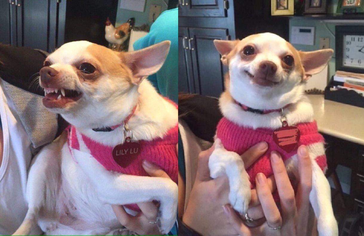 Template meme chihuahua meme