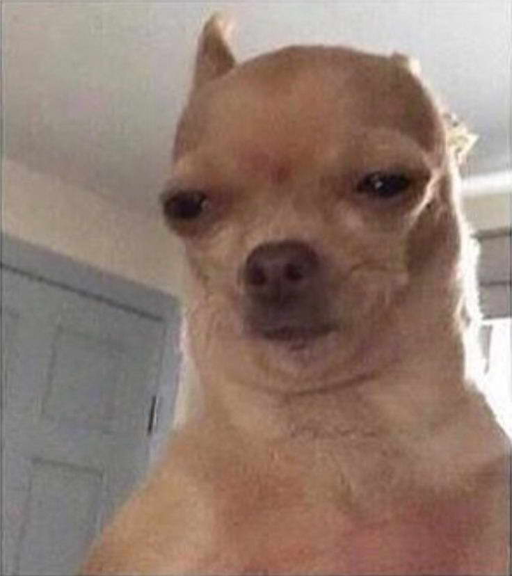 Plantilla de meme Chihuahua Meme Face