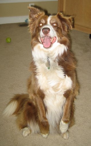 Plantilla de meme Chili the Border Collie