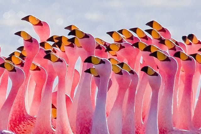 Plantilla de meme Circle of flamingo