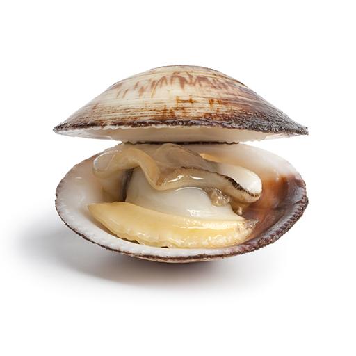 Plantilla de meme clam