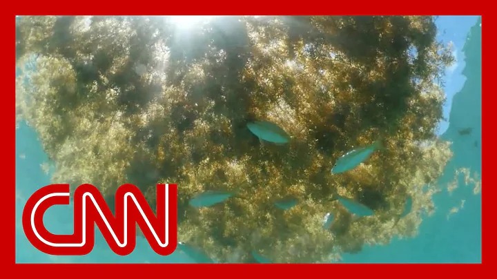 Plantilla de meme CNN, Seawead