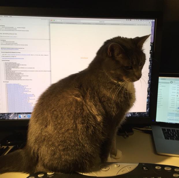 Plantilla de meme Code Review Cat