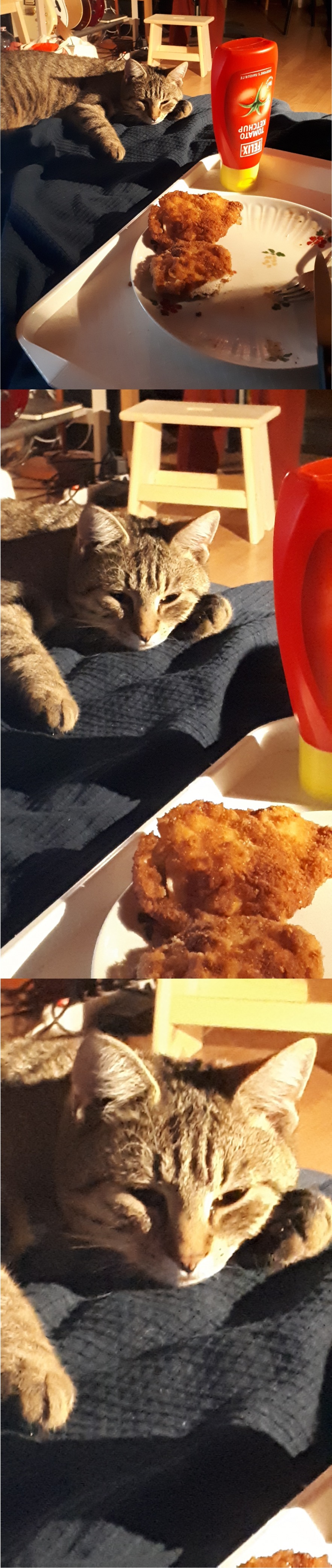 Plantilla de meme cogito ergo cat