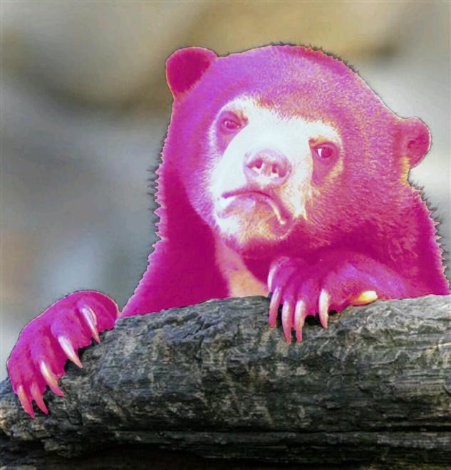 Plantilla de meme Confection Bear
