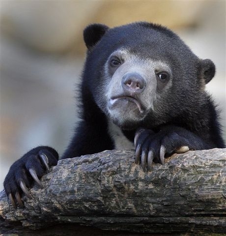 Plantilla de meme Confession Bear