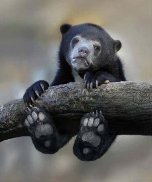Plantilla de meme Confession Bear Baby