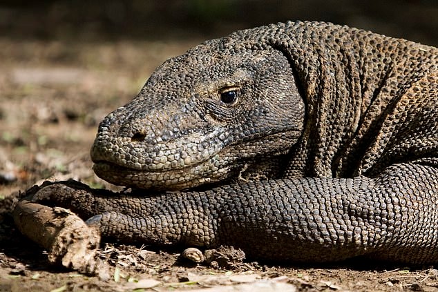 Plantilla de meme Confession Komodo