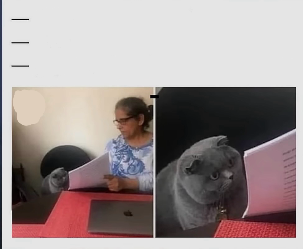 Template meme Confused cat looking to an exam