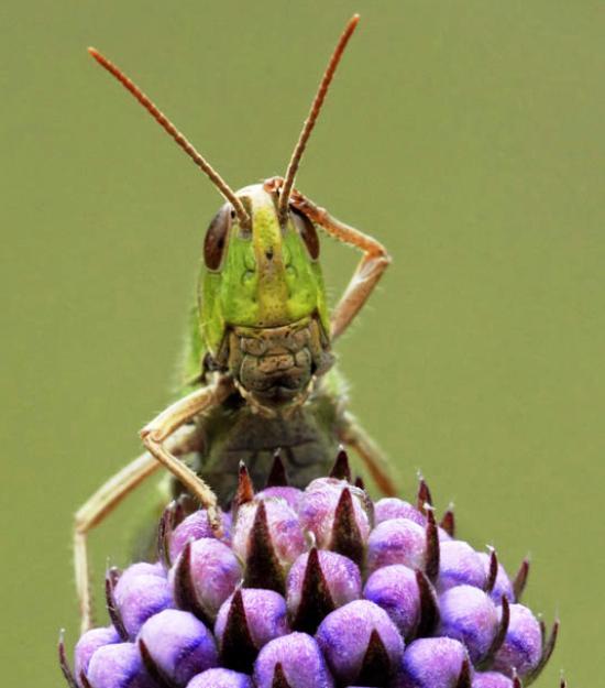 Plantilla de meme Confused Grasshopper