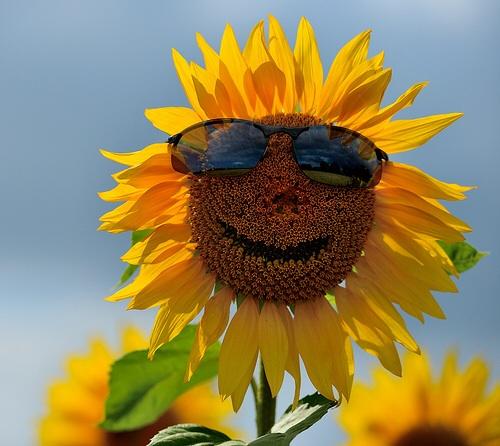 Cool sunflower meme template