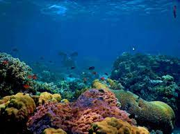 Plantilla de meme Coral Reef