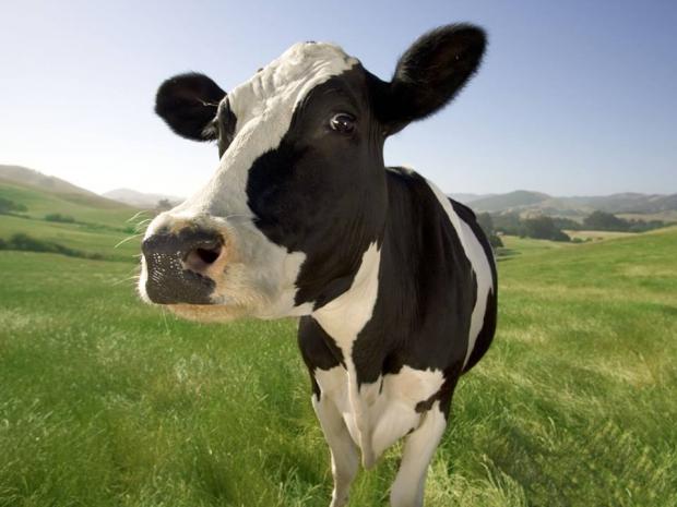 Plantilla de meme cow