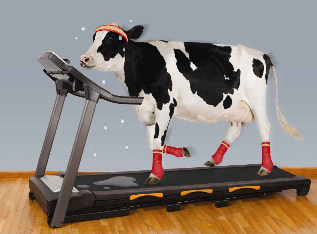 Plantilla de meme Cow Exercising