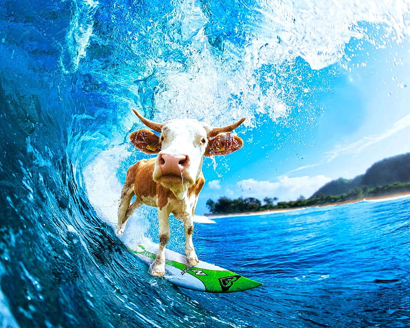 Template meme cow surfing meme
