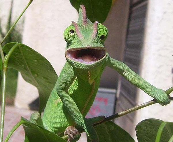 Plantilla de meme Crazy Chameleon