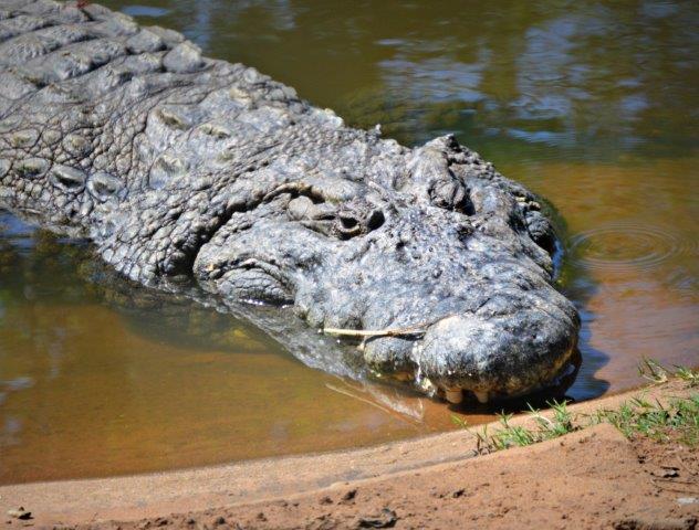 Plantilla de meme Crocodile