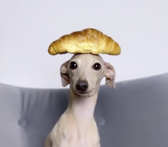 Plantilla de meme Croissant Dog
