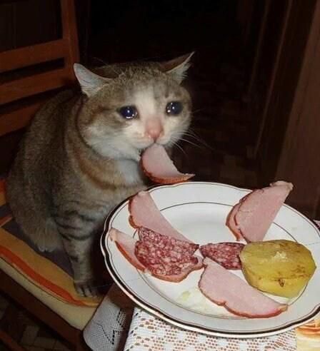 Plantilla de meme Crying Cat Meme