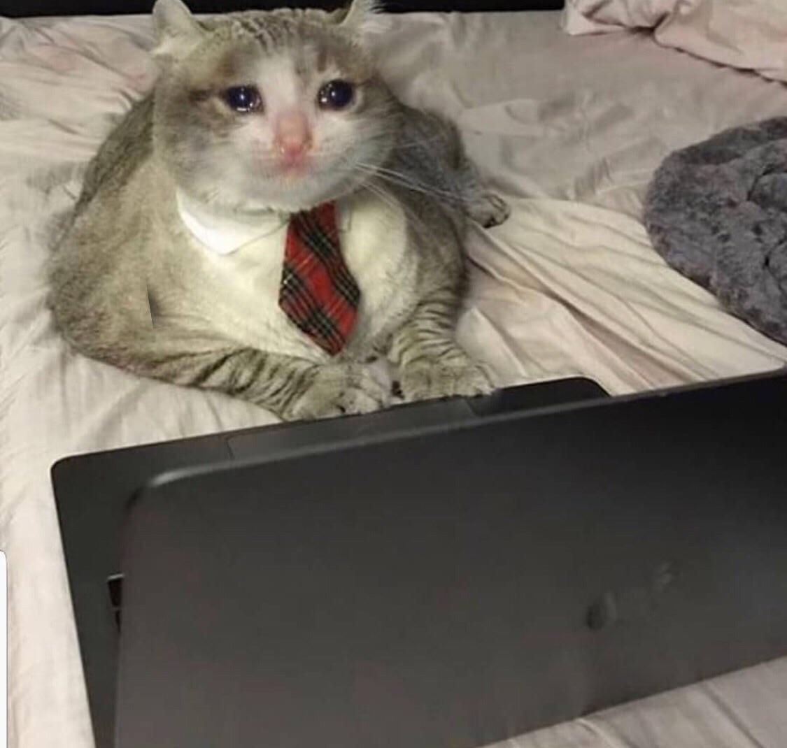 Plantilla de meme Crying office cat